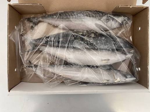 mackarel fish