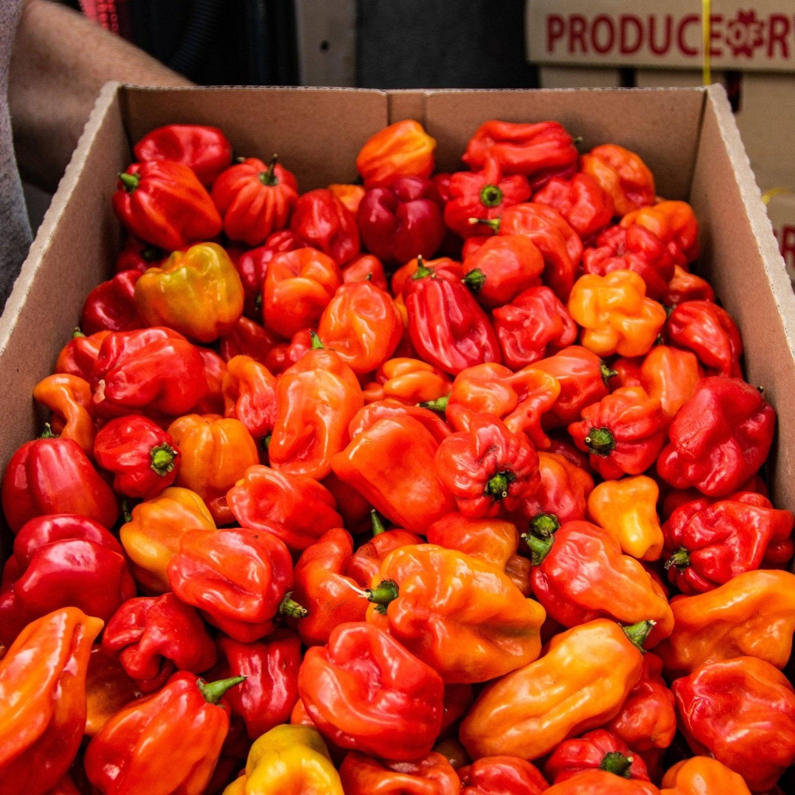 scotch bonnet