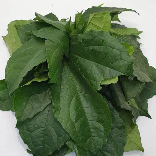 ugwu leaf